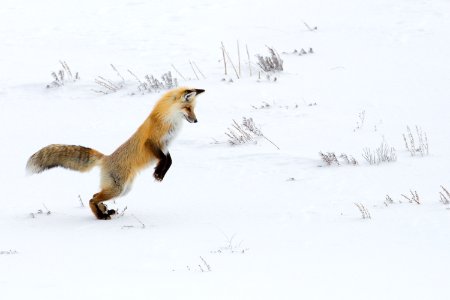 What does the fox plays? photo