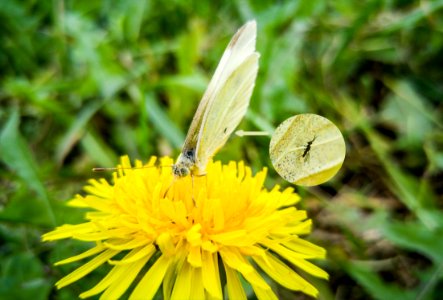 butterfly (and bug) photo