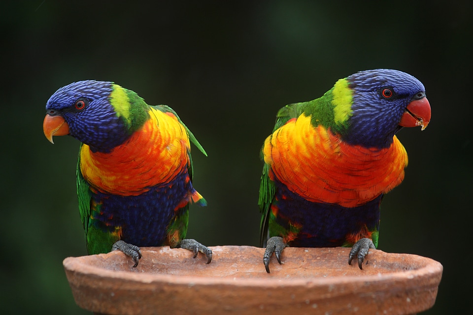 Rainbow colorful wildlife