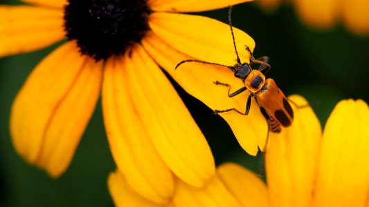 Insect on black-eyed susan photo