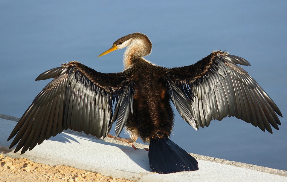 Wing west australia swanriver