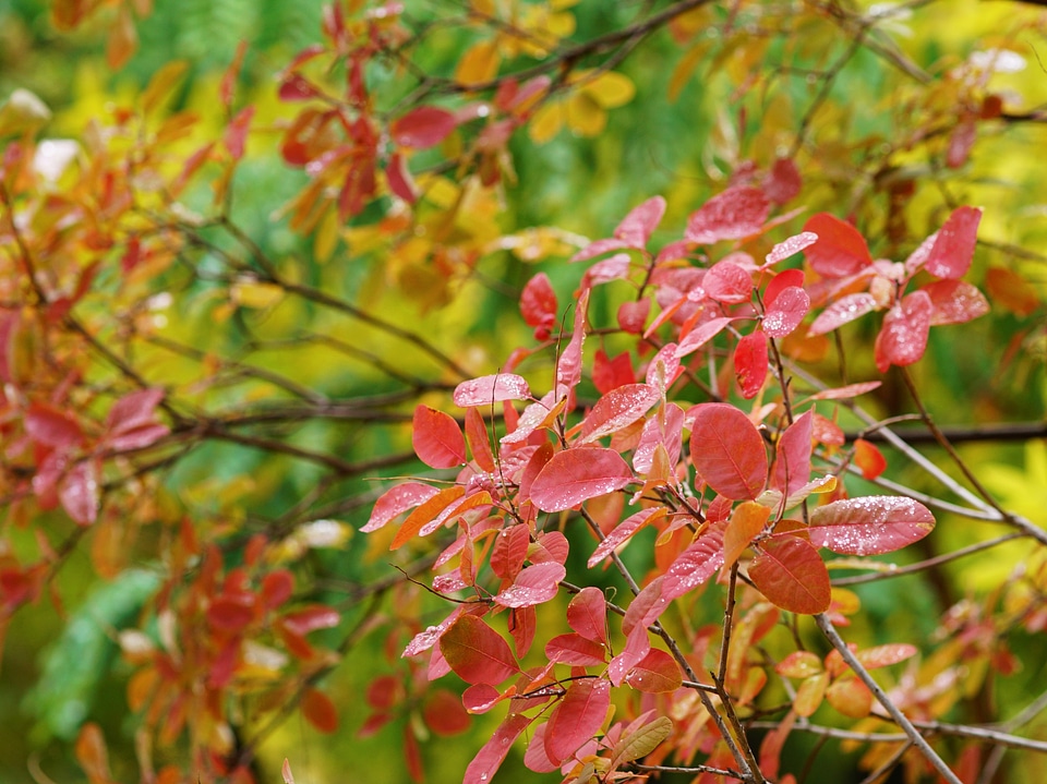 Autumn leaf yellow leaves nature