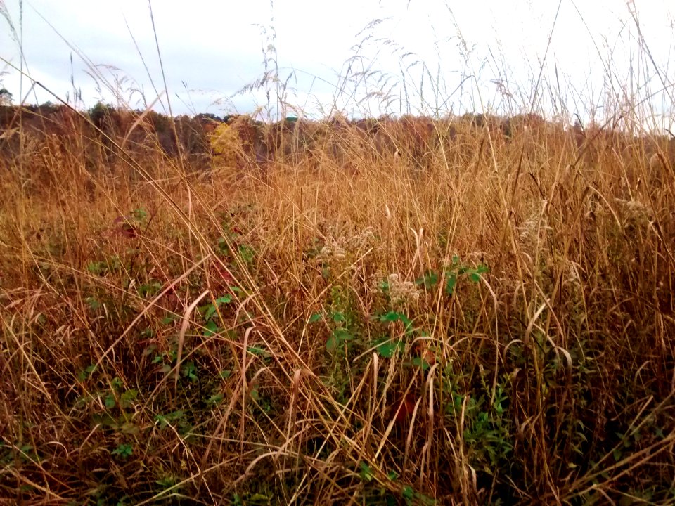 Native Prairie