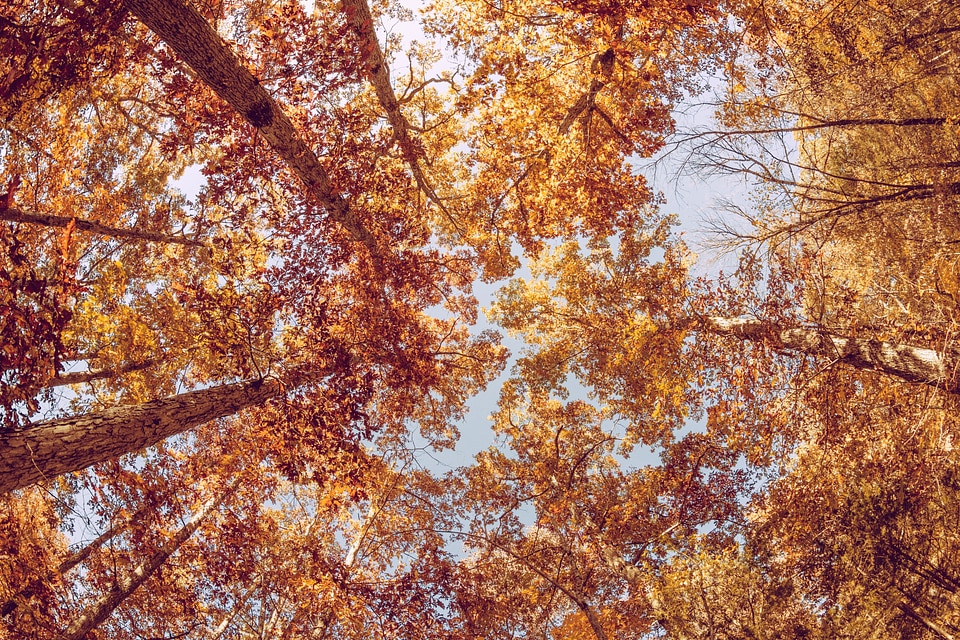 Orange rust season