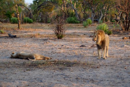 The lion mating dance