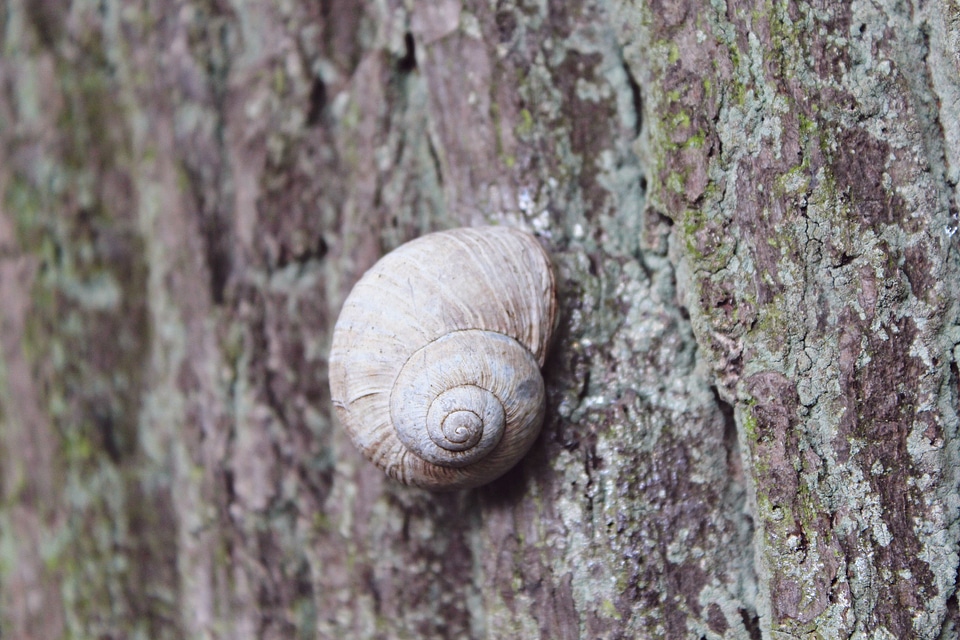 Shell nature mollusk