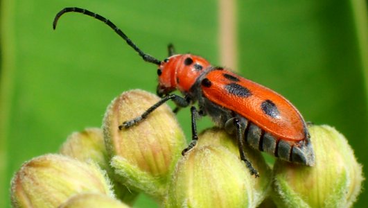 red beetle on milkweed