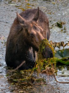 Cow Moose
