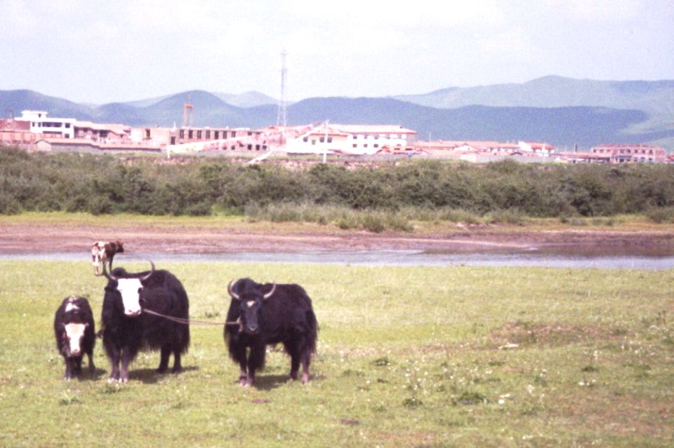 Rio Amarillo, yellow River, yaks, Chengdu