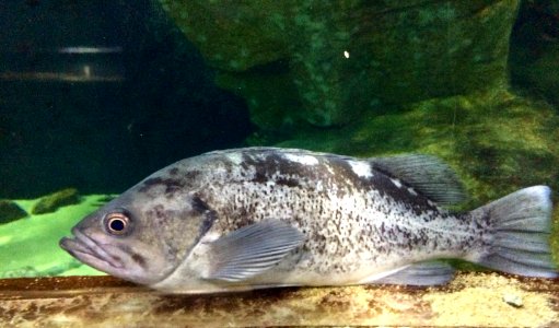 Sea Bass photo