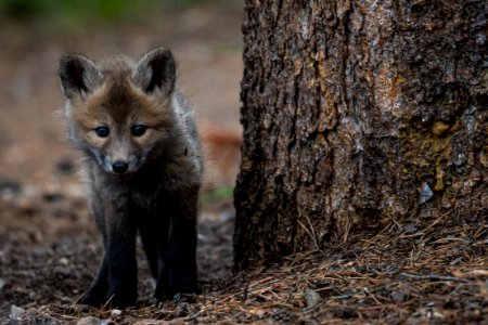 Red Fox Kit