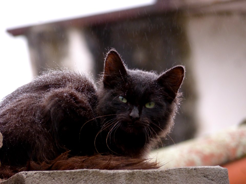 Gato en la lluvia photo