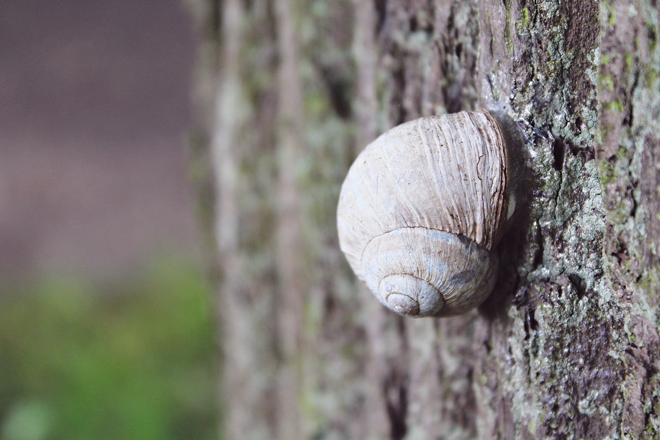 Shell nature mollusk