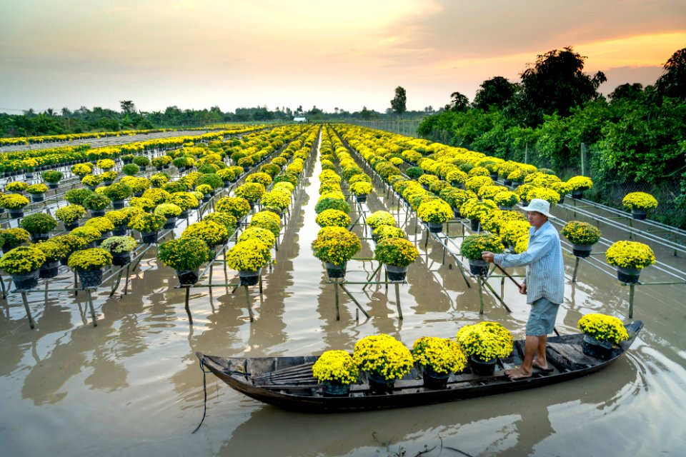 Irrigated flower production, Vietnam (2)