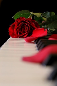Rose music flower