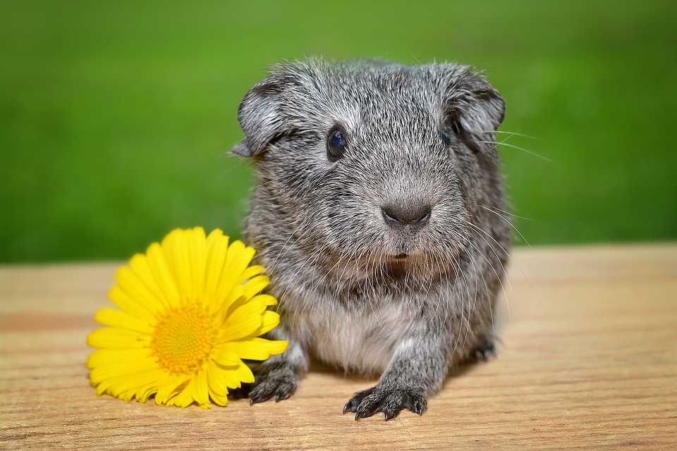 Black and white agouti silver flower