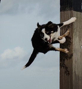 Border collie beach dog photo