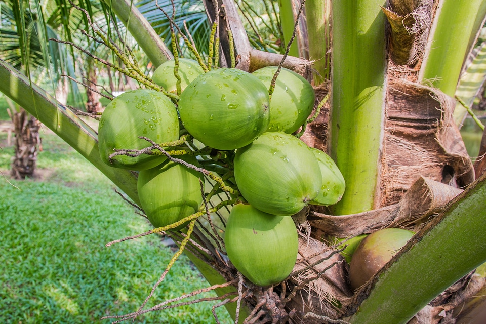 Coconut coconut trees coconut perfume