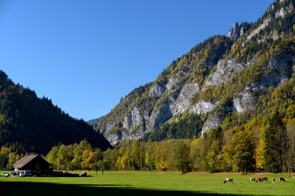 A Fall Afternoon Grazing..