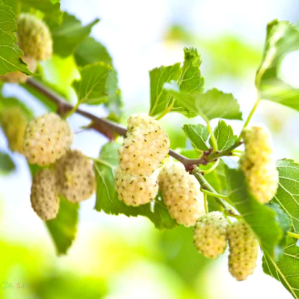 عکس های توت سفید