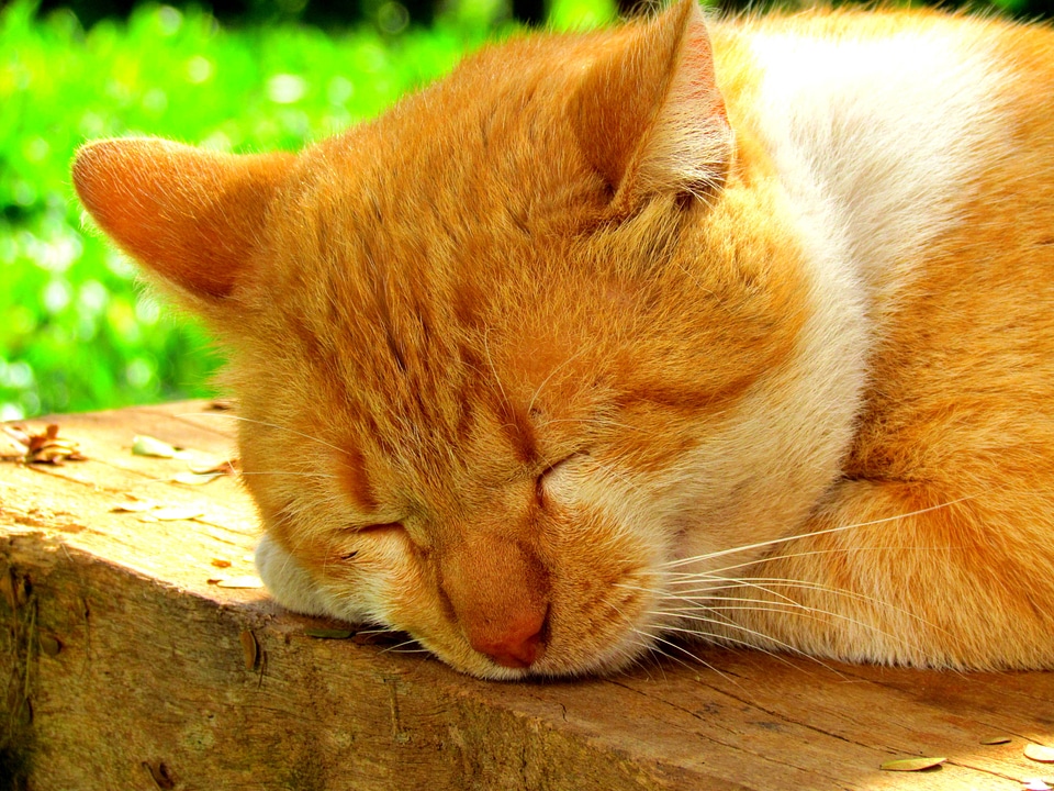 Cat feline animal
