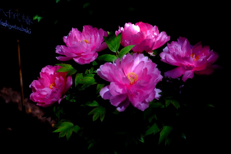 DSCF5749