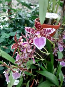 Botanical Garden