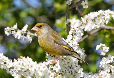Greenfinch on a tree branch