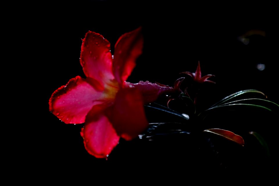 DSCF1448
