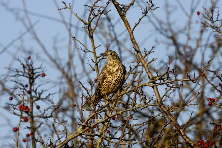 Mistle Thrush