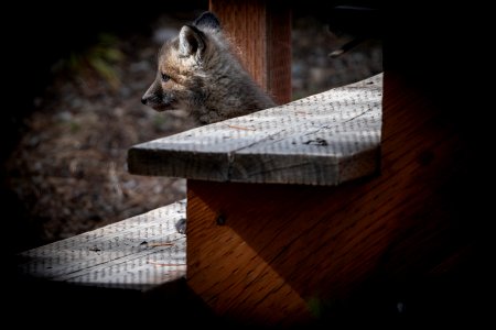 Red Fox Kit
