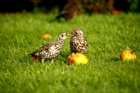 Mistle Thrush