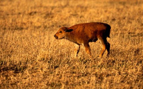 Bison Calf