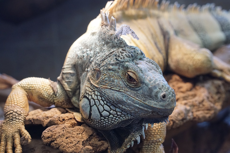 Zoo iguana zurich