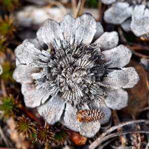 pine cones