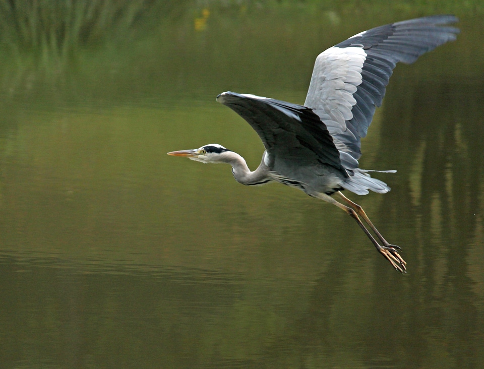 Eastern grey heron bird