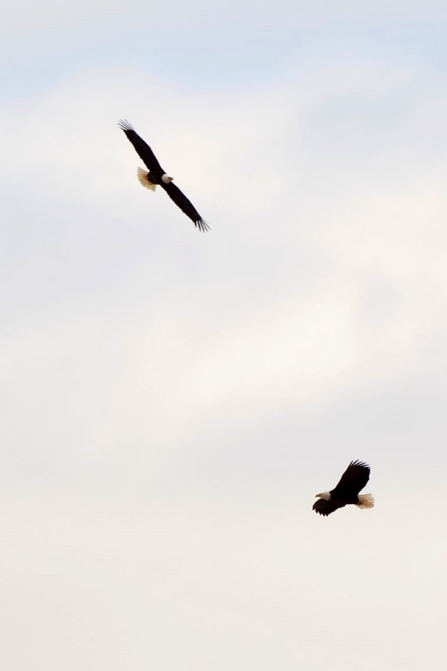 Bald Eagle 2