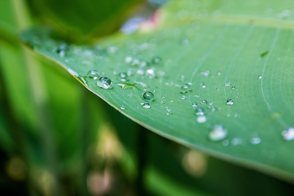 Drops of water water on the leaf rain