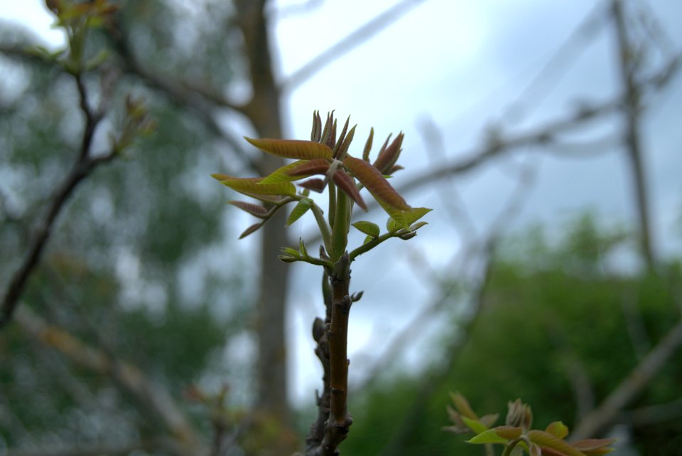 Walnut Tree, leaves just emerging