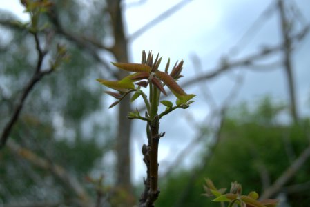 Walnut Tree, leaves just emerging