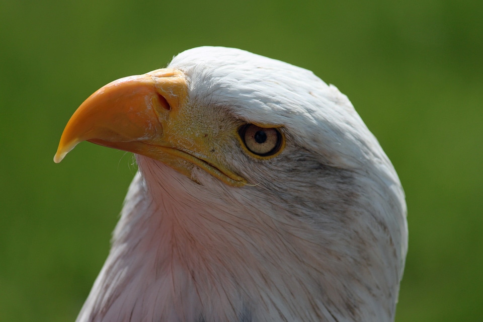 Detail raptor adler