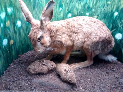 Hare