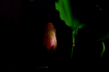 DSCF3450
