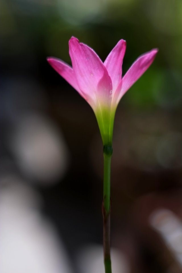 空ゑ