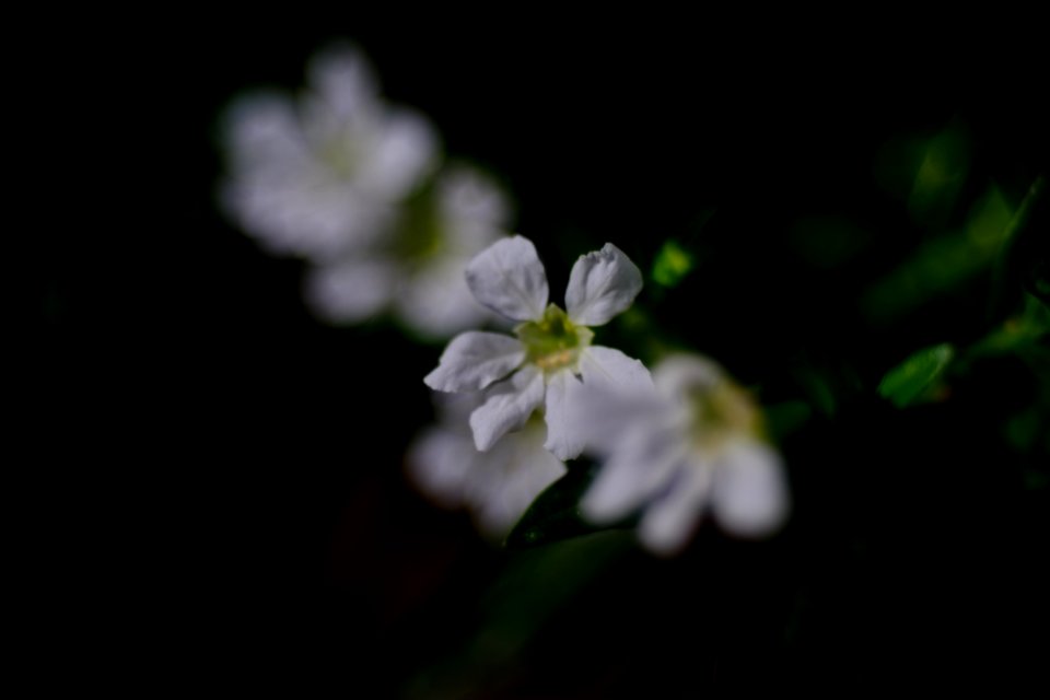 DSCF1914