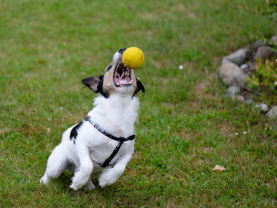Ball action energetically