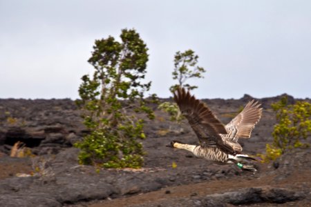 Nene flying at Mauna Ulu