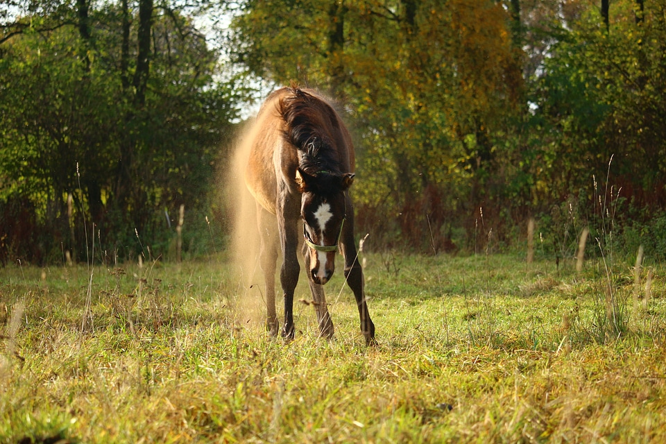 Pasture autumn rolling