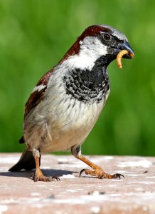 Hungry House Sparrow photo