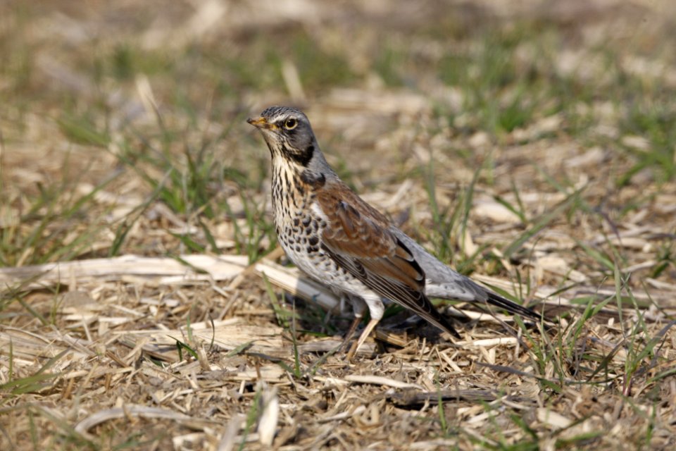 Fieldfare looking beyond the camera